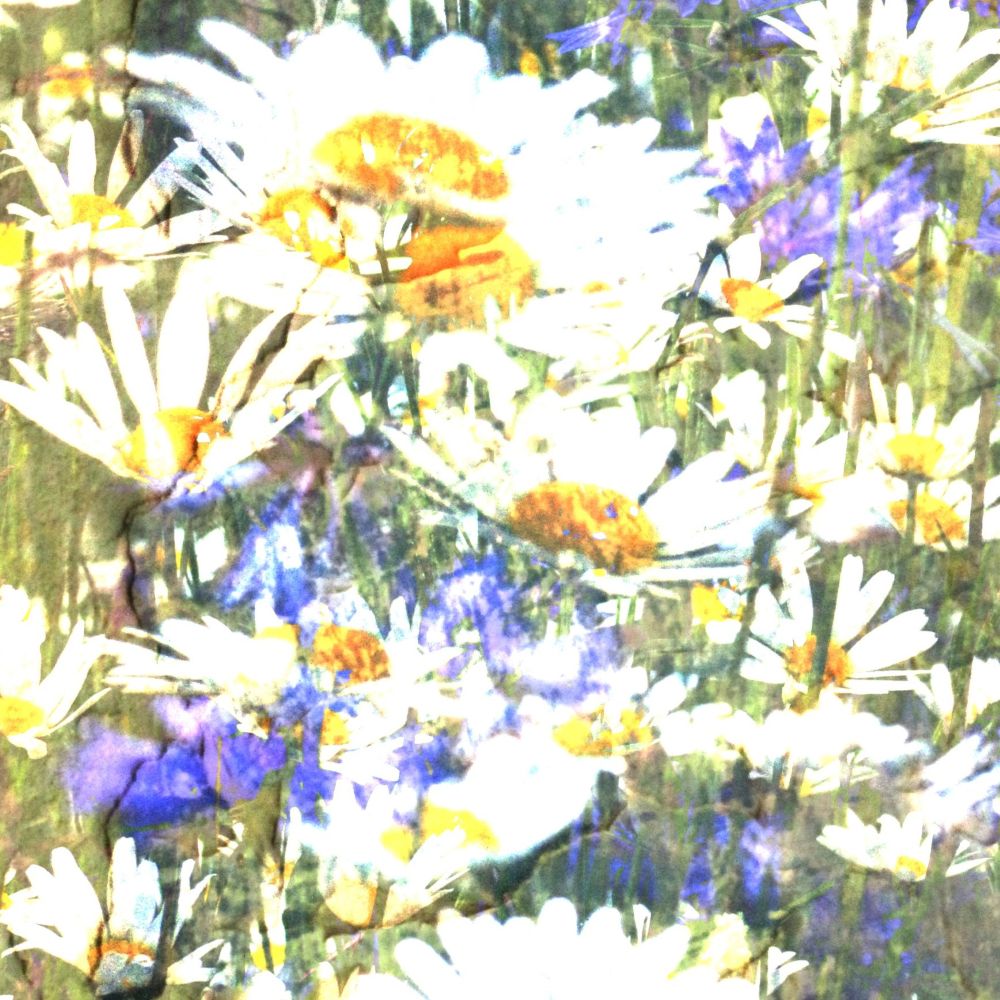 Cornflowers and daisies